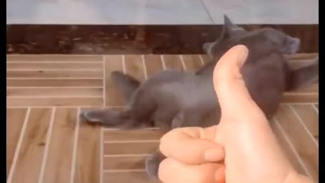 # cat # funny # catsoftiktok