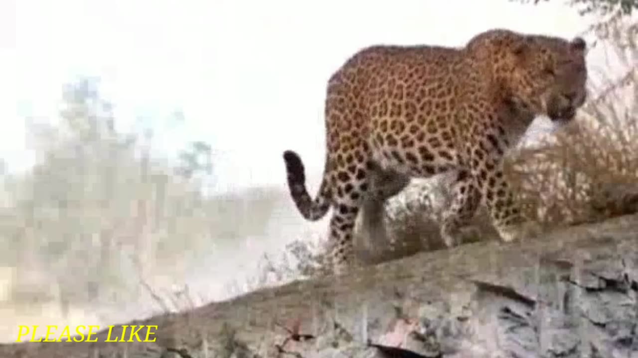 Tiger funy video