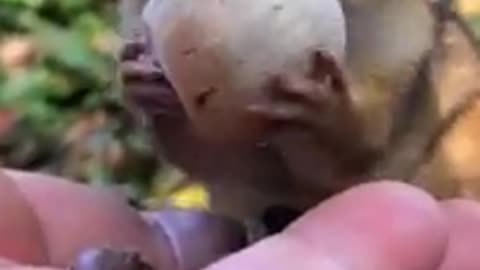 Grandpa mooshy trying to fit a big acorn in his cheeks