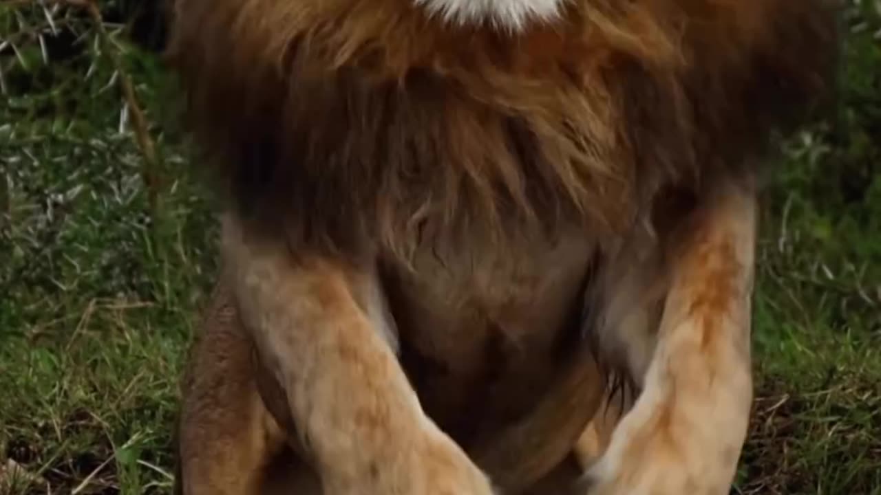 #lion🦁 #shortsvideo #lion viral video # rumble shorts lion video