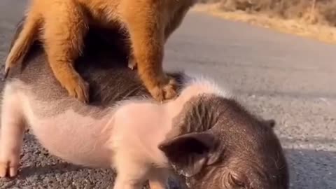 "Animals Being Hilarious: The Funniest Moments You Won't Believe! 🐶😂🐱"