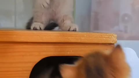 #Funnycat