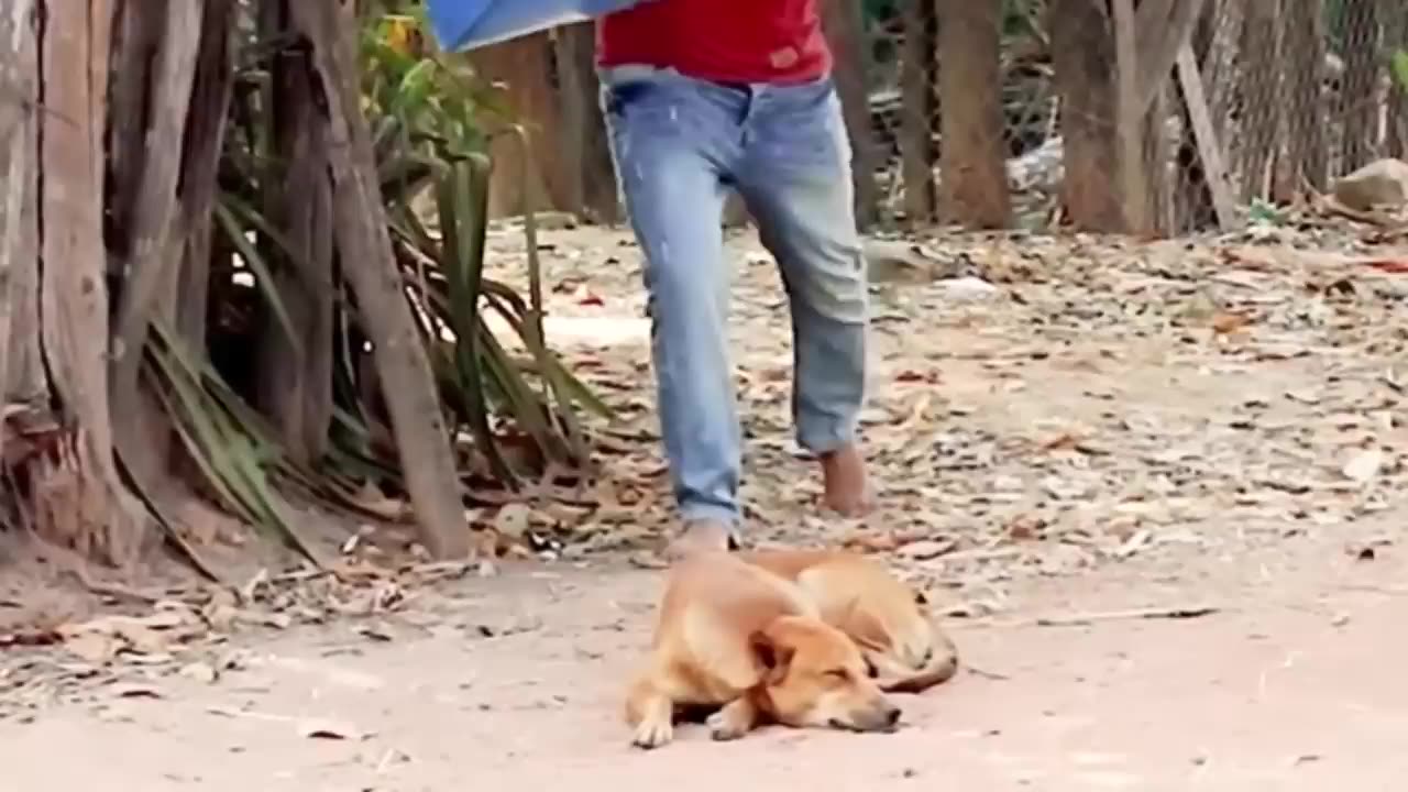 Troll Prank Dog Funny fake Lion and Fake Tiger Prank To dog Huge Box Prank to dog