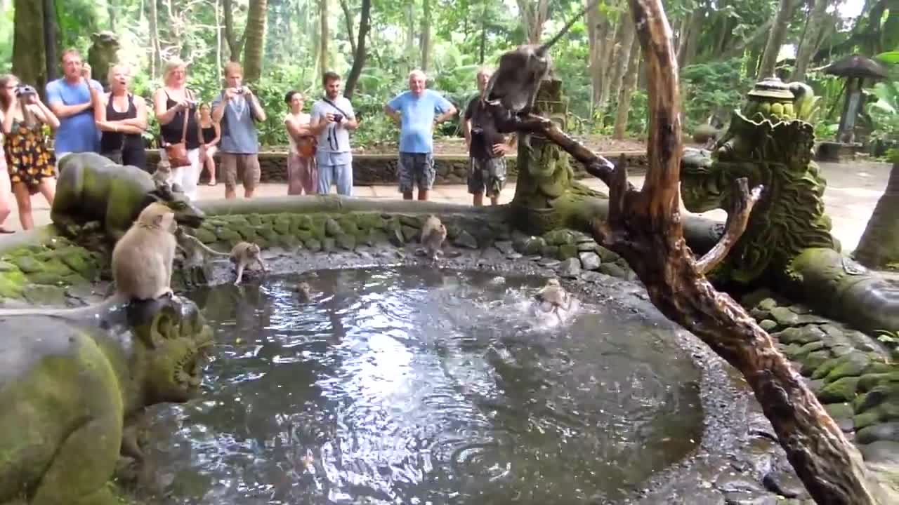 Cute monkeys jumping off the diving board!