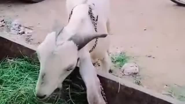 Funny cows Animals.