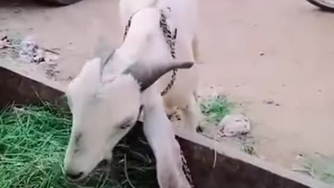 Funny cows Animals.