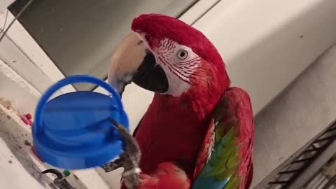 Macaw Puts on Hat