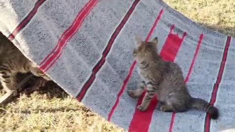 Funny cat