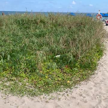 Through the Arch at Anglin's Square, deep into the famous Lauderdale-by-the-Sea sandy beach
