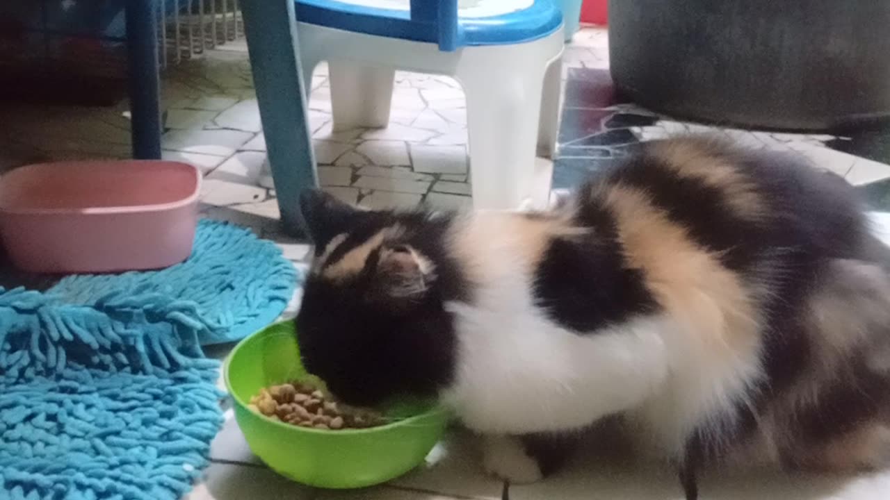 Funny cat