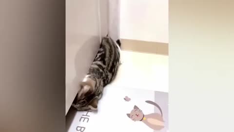 Cats funny video 😂