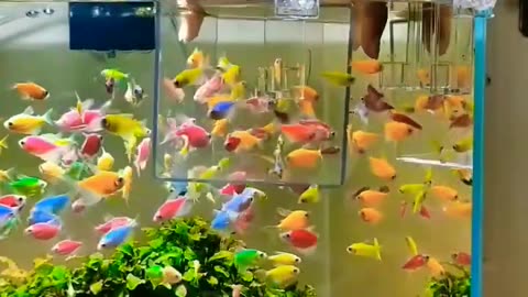 Fish aquarium #fish #shortsvideo #youtubeshort #worldenvironmentday #viralvideo