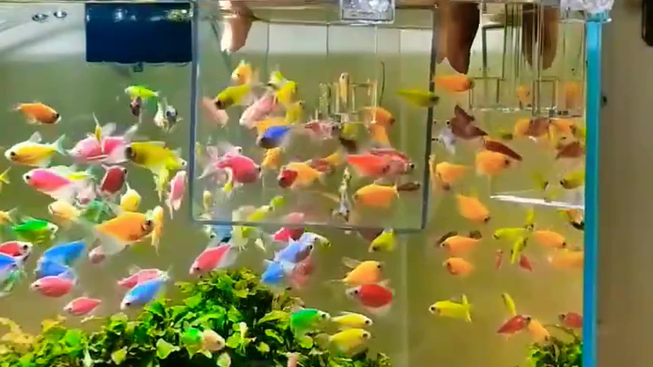 Fish aquarium #fish #shortsvideo #youtubeshort #worldenvironmentday #viralvideo