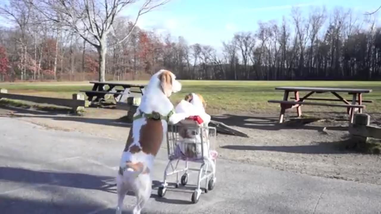 Dogs' Epic Shopping Cart Voyage: Funny Dogs Maymo & Penny