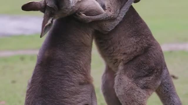 Why do kangaroos fight so hard and always like to provoke you to say