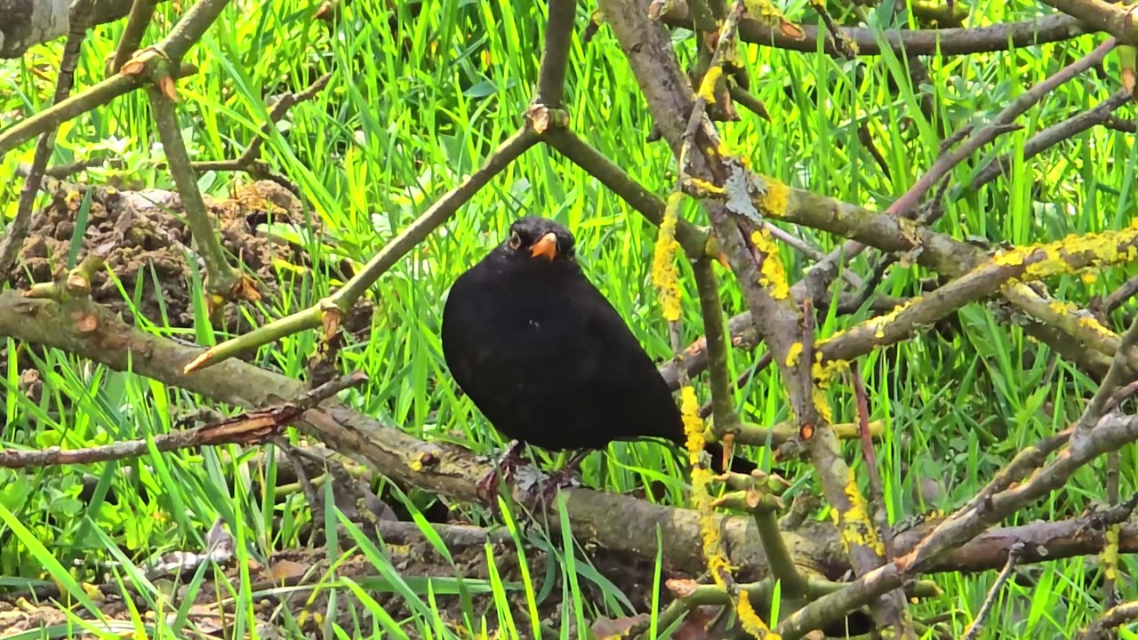 A blackbird in a meadow