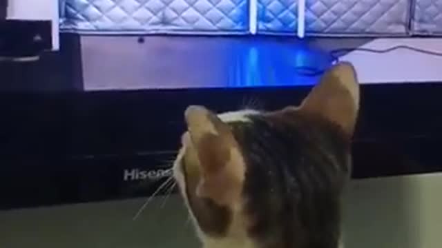 What have you done_ _shorts