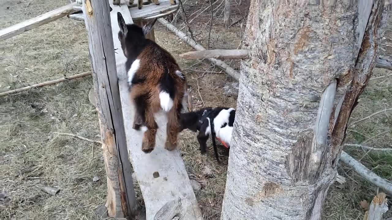 Meat Ruby's Nigerian Dwarf Goat Wether/Buckling