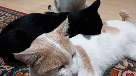 When the black cat looks for the pillow