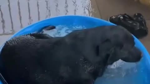 Funny animals - Funny cats _ dogs - Funny animal