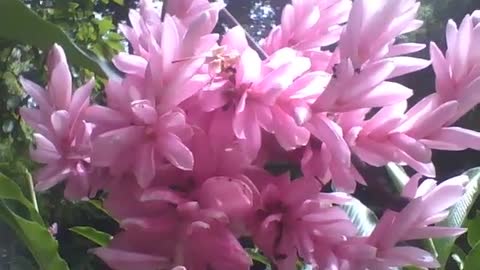 Lindas flores rosas no jardim botânico, há formigas entre elas [Nature & Animals]