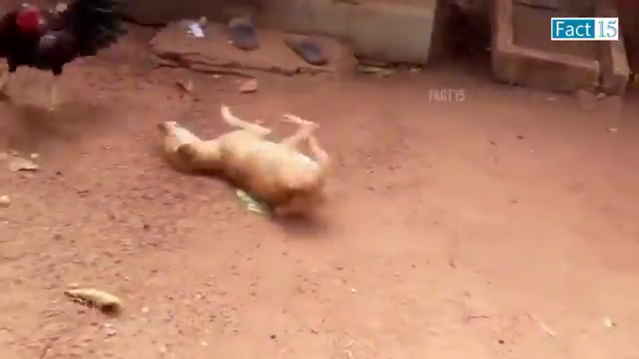 DOG AND MONKEY DRINK 🍷🍻 FUNNY VIDEO