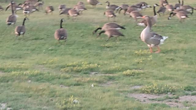 Geese gone mad