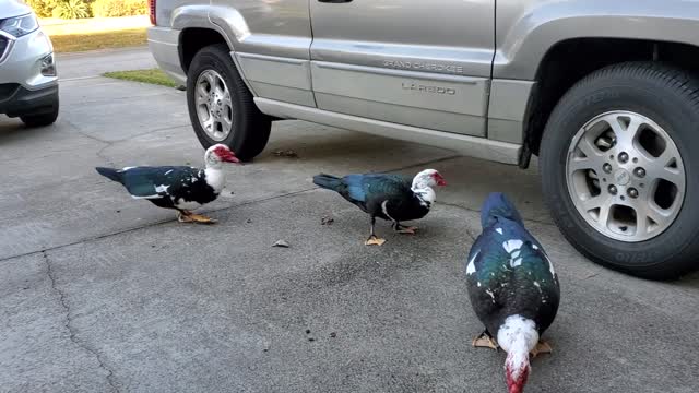 Driveway Ducks Visiting