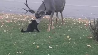 Cat meets up with old friend