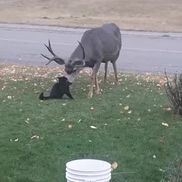 Cat meets up with old friend