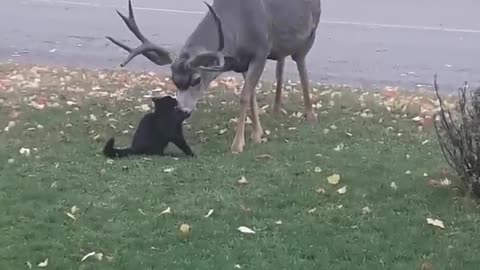 Cat meets up with old friend