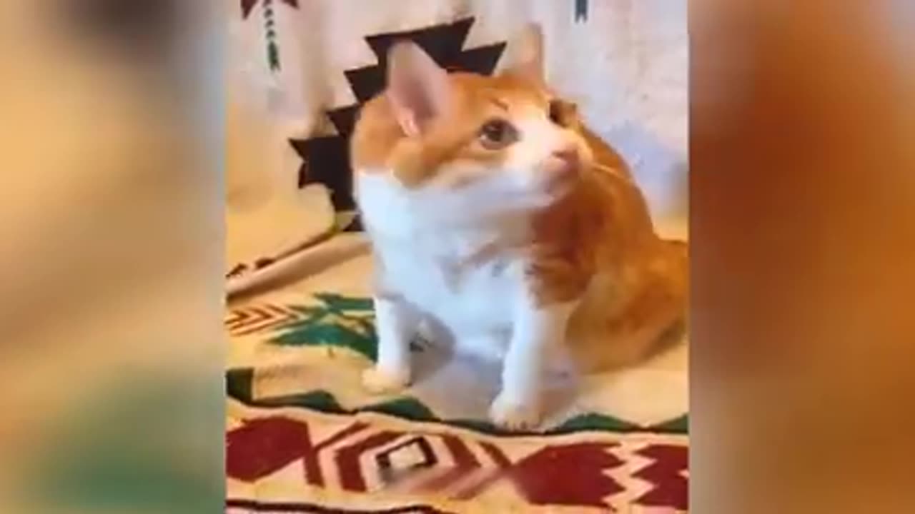 Unlock the Fun with These Funny Cats and Dogs
