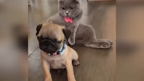 New Funny Videos 2023 😍 Cutest Cats and Dogs 🐱🐶 Part 4