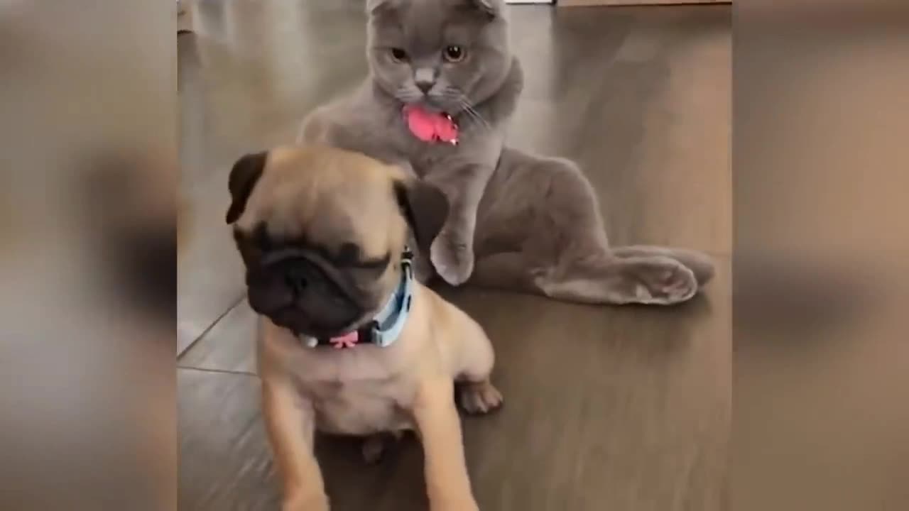 New Funny Videos 2023 😍 Cutest Cats and Dogs 🐱🐶 Part 4