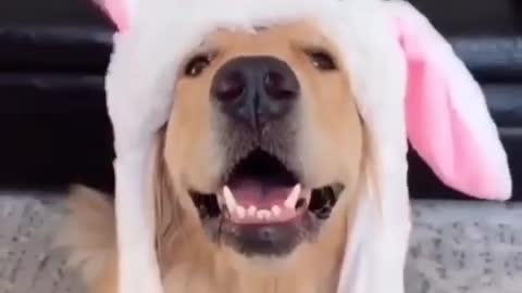 Golden Retriever in a funny dancing hat 😂