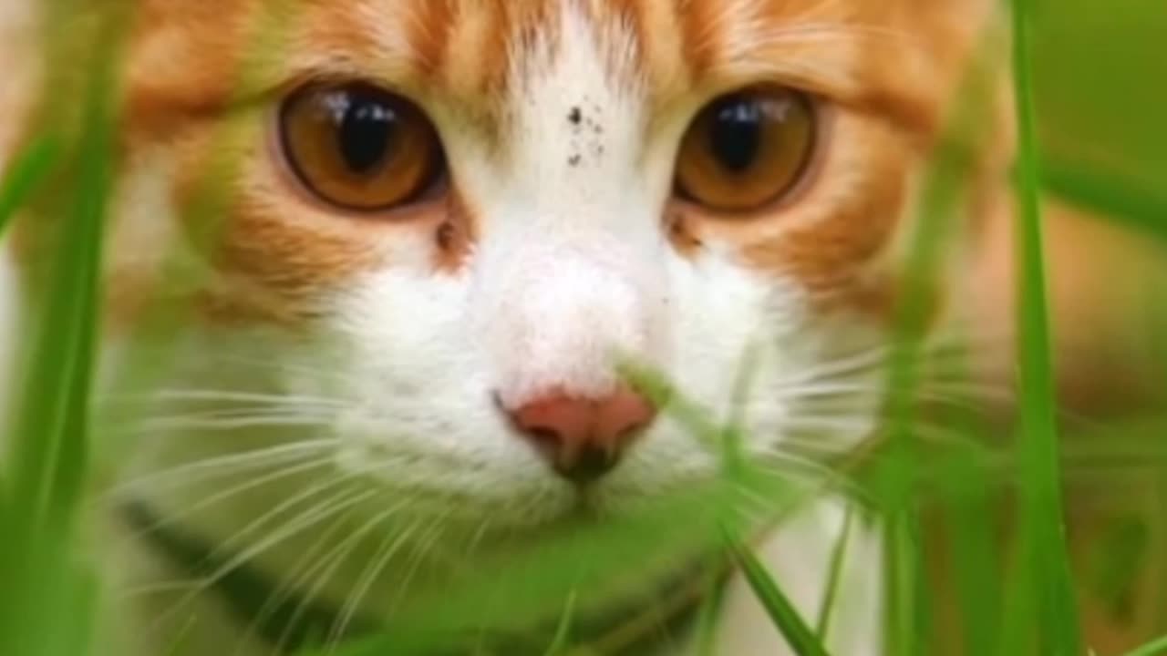 Cute cat in forest