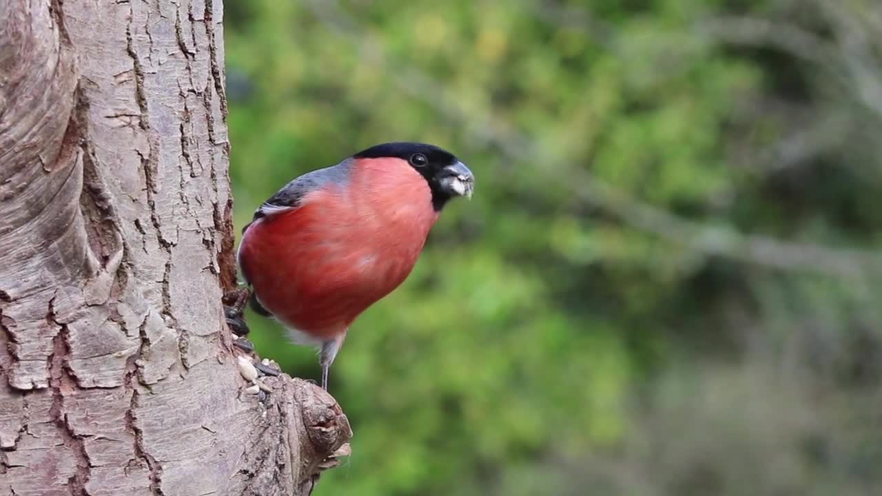 Bullfinch beautiful birds