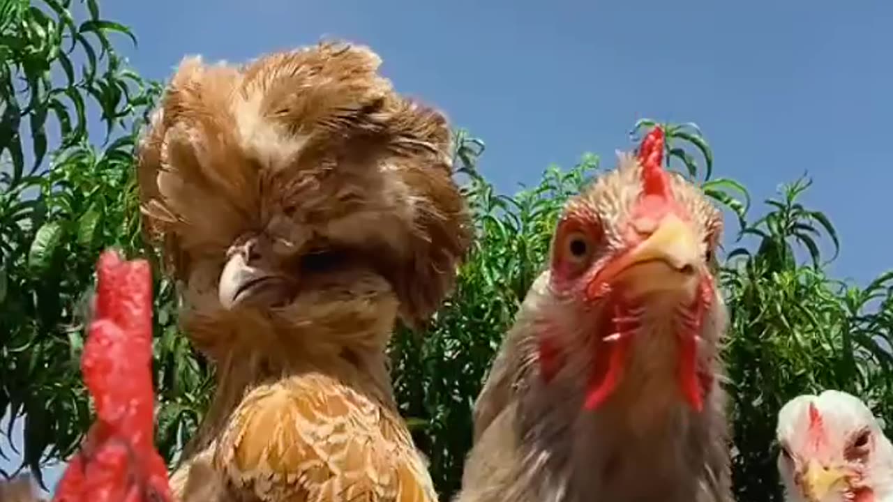 Chickens Jamming To Metallica