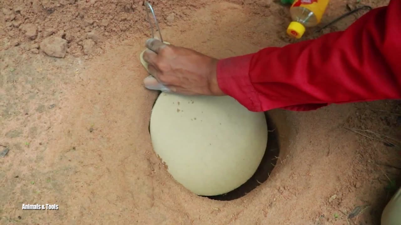 New Idea ! Easy Creative Underground Bird Trap Using Paper Box