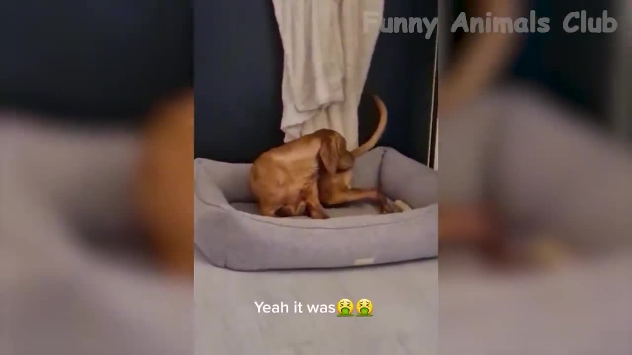 BEST FUNNY ANIMAL VIDEO 2022