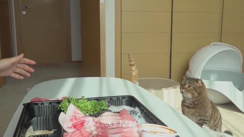 greedy cat