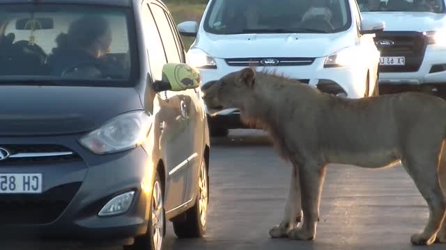 lion