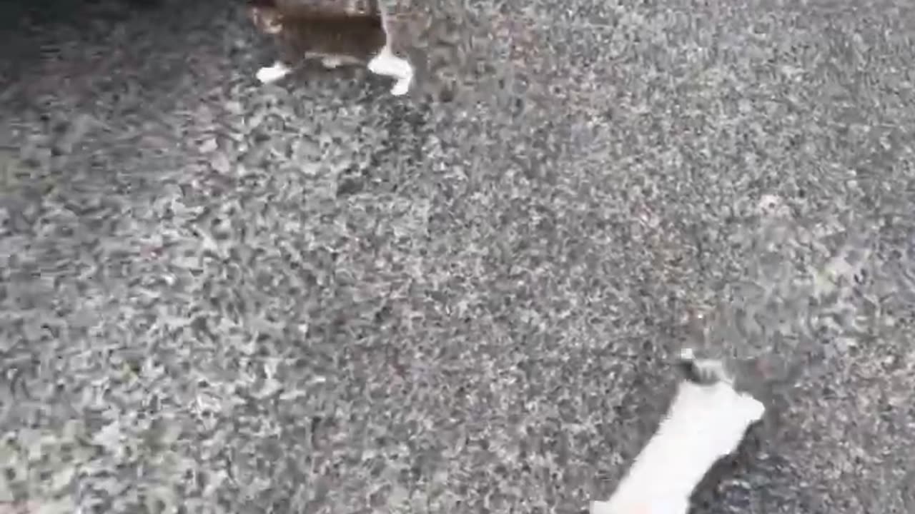 The cutest cat tiktoks I could find 🤗🐱!
