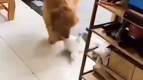 Unbelievable video of cat and dog in friendship