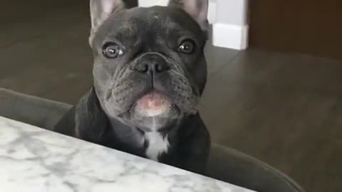 Frenchie or dino 🦖