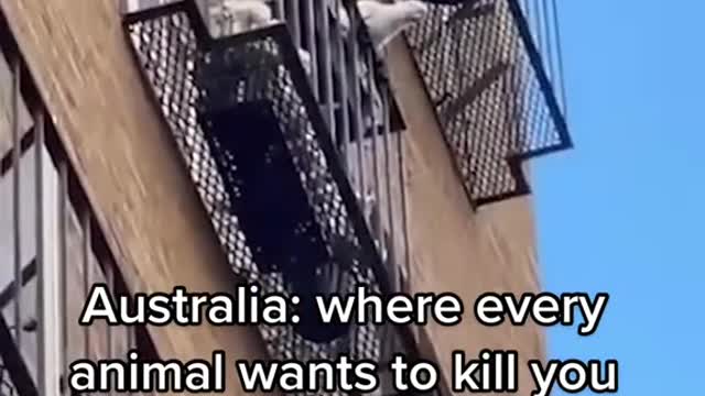 Australia: where every animal wants to kill you and has developed new, innovative ways to do it