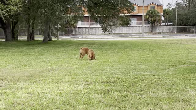 MASSIVE Pit Bull chases down his favorite ball 🦁🎾