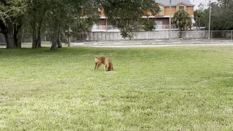 MASSIVE Pit Bull chases down his favorite ball 🦁🎾