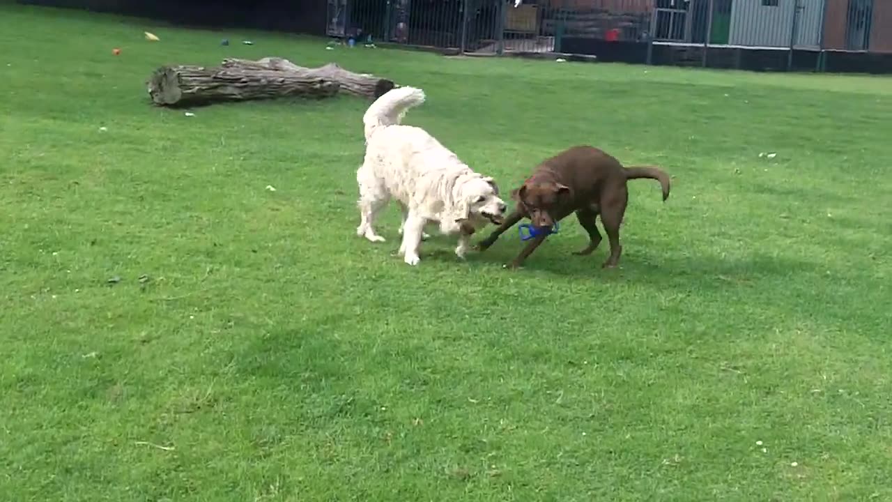 Buddies Buddy Labrador & Hopper Retriever.