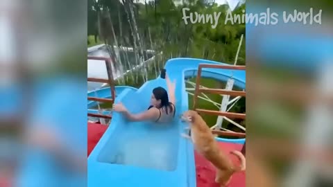 Funniest Cat and Dog Funny Animals Videos